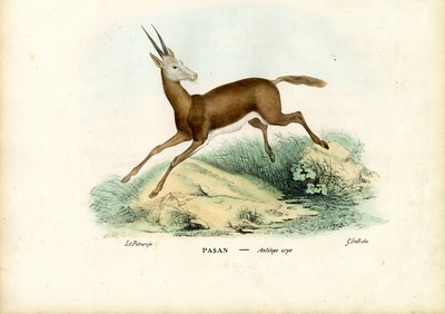 Oryx, 1863-79 - Raimundo Petraroja